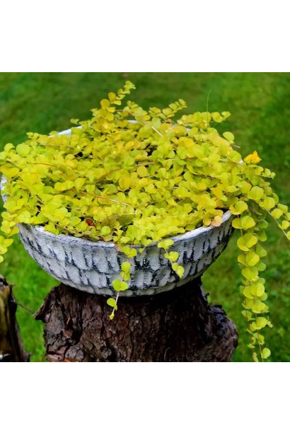 Швидкорослий ґрунтопокривний багаторічник Aurea